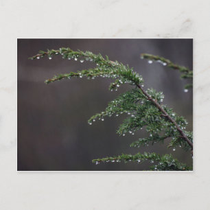 Cartão Postal Cartão-Postal, Evergreen Na Chuva