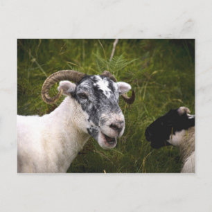 Cartão Postal Cartão-postal Ewe