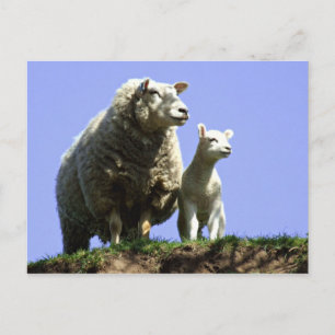Cartão Postal Cartão-postal Ewe e Lamb