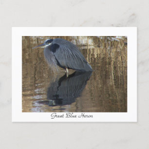 Cartão Postal Cartão-postal excelente Azul Heron em Creek