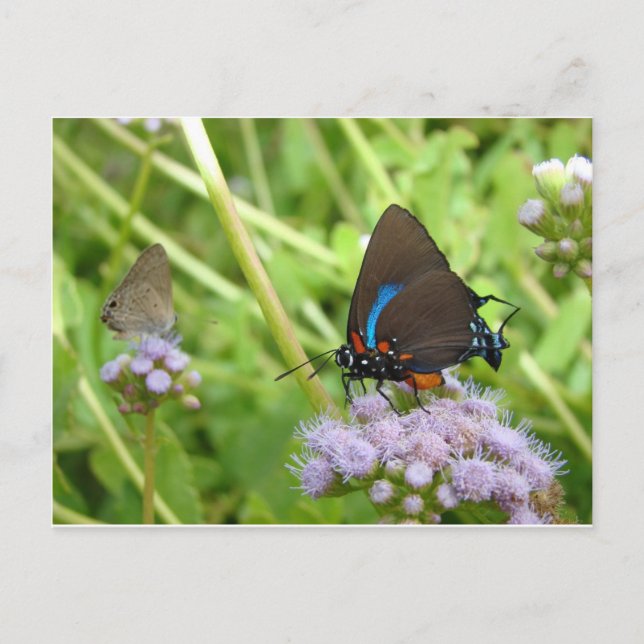 Cartão Postal Cartão-postal Excelente Purple Hairstreak (Frente)