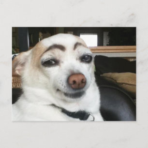 Cartão Postal Cartão-postal Eyebrow Dog Meme