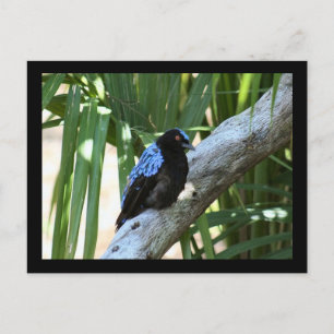 Cartão Postal Cartão-postal Fairy Bluebird
