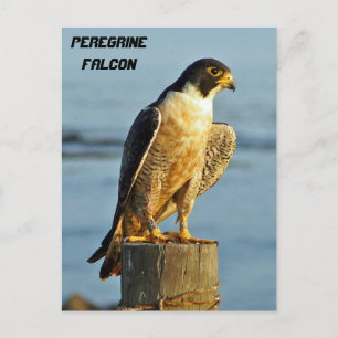 Cartão Postal Cartão-postal Falcão Peregrino