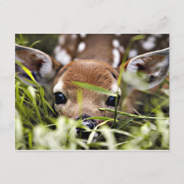 Cartão Postal Cartão-postal - Fawn (Frente)