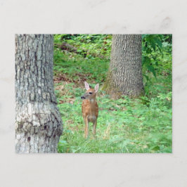 Cartão Postal Cartão-postal Fawn em julho
