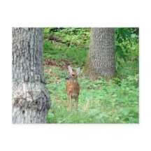 Cartão-postal Fawn em julho