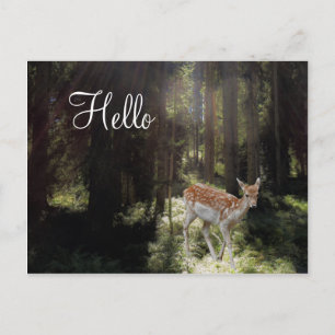 Cartão Postal Cartão-postal Fawn na Floresta do Sol da Manhã