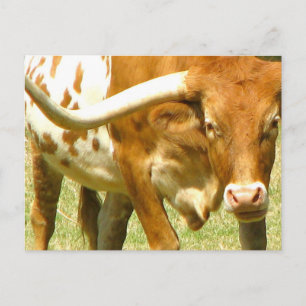 Cartão Postal Cartão-postal Fechado do Texas Longhorn