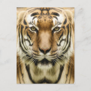 Cartão Postal Cartão-postal Fechado do Tigre