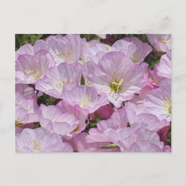 Cartão Postal Cartão-postal - Fechamento de Primrose (Frente)