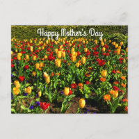 Cartão-postal Feliz Dia de as mães Vermelho e Amar