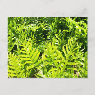 Cartão Postal Cartão-postal Fern do Rei