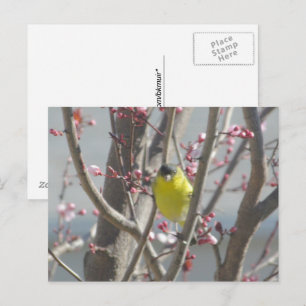 Cartão Postal Cartão-postal - Finch Amarelo na Árvore Cerejeira