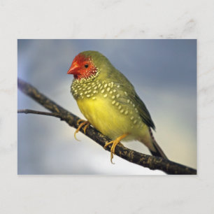 Cartão Postal Cartão-postal Finch Estrela