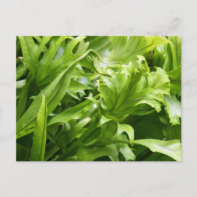 Cartão Postal Cartão-postal Fishtail Fern (Frente)
