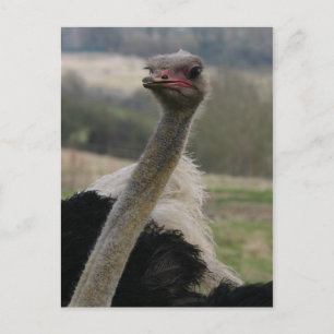 Cartão Postal Cartão-postal Flamboyant Ostrich
