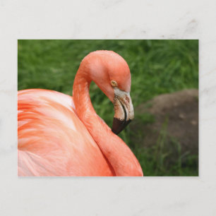 Cartão Postal Cartão-postal Flamingo Brilhante