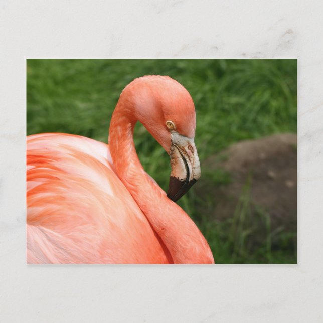Cartão Postal Cartão-postal Flamingo Brilhante (Frente)