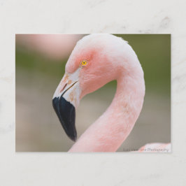 Cartão Postal Cartão-postal Flamingo Close