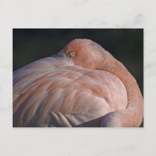 Cartão Postal Cartão-postal Flamingo Dormindo