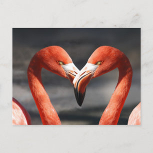 Cartão Postal Cartão-postal Flamingo Rosa