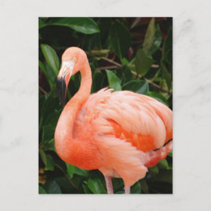 Cartão Postal Cartão-postal Flamingo Rosa