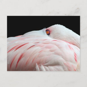 Cartão Postal Cartão-postal Flamingo Rosa