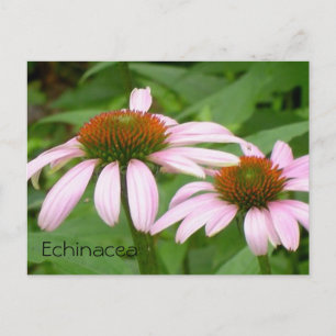 Cartão Postal Cartão-postal Flor Botânico Floral, Rosa, Echinace