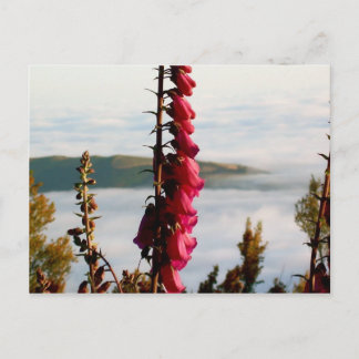 Cartão Postal Cartão-postal Flor sobre Nuvens