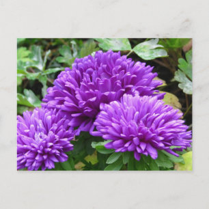 Cartão Postal Cartão-postal Floral
