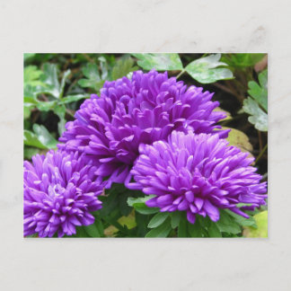 Cartão Postal Cartão-postal Floral