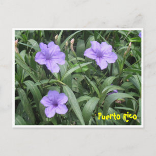 Cartão Postal Cartão-postal floral