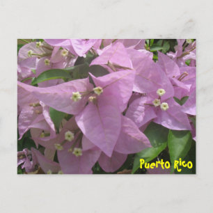 Cartão Postal Cartão-postal floral 3