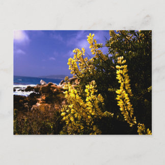 Cartão Postal Cartão-postal Floral da Califórnia