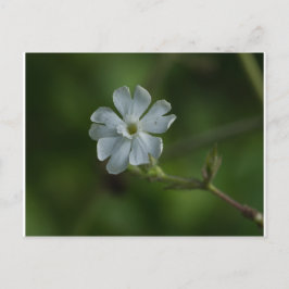 Cartão Postal Cartão-postal Floral de Flor de Castela Branca