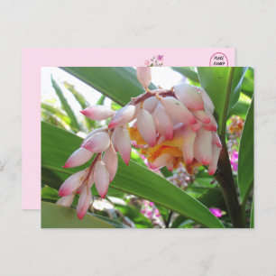 Cartão Postal Cartão-postal Floral de Flores de Ginger