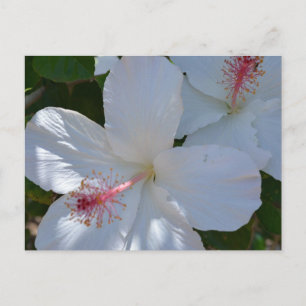 Cartão Postal Cartão-postal Floral Fragrância