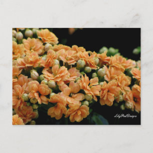 Cartão Postal Cartão-postal Floral Orange Begonias