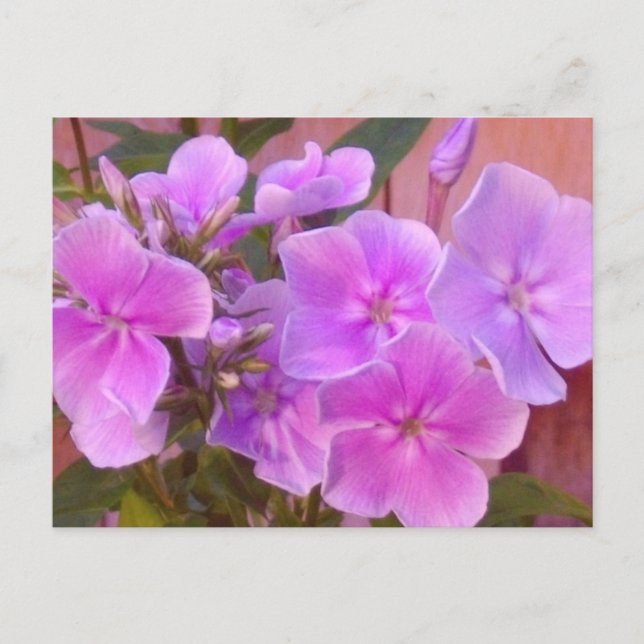 Cartão Postal Cartão-postal Floral Phlox (Frente)