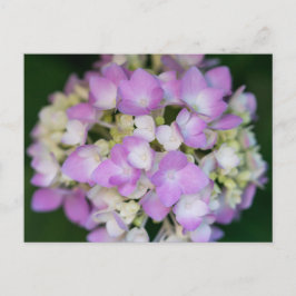 Cartão Postal Cartão-postal Floral Rosa