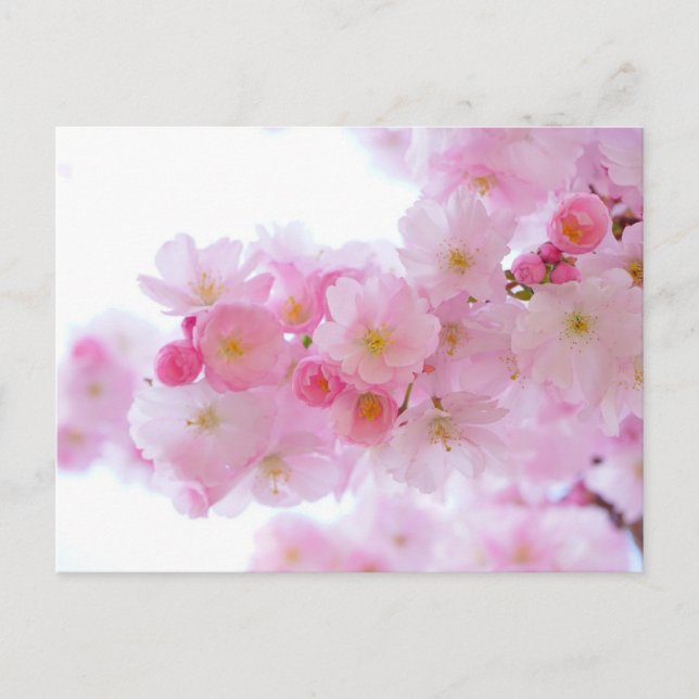 Cartão Postal Cartão-postal Floral Rosa (Frente)