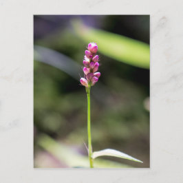 Cartão Postal Cartão-postal Floral Rosa-Rosa-Polegar