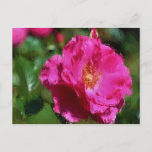 Cartão Postal Cartão-postal Floral Rosa Rosa Rosa Rosa Rosa Rosa