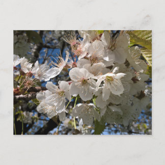 Cartão Postal Cartão-postal floreal com flores brancas