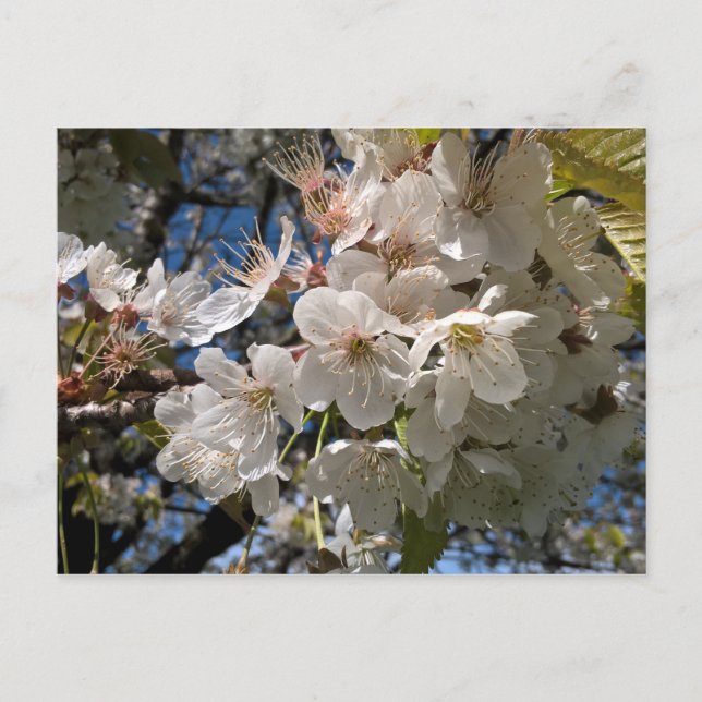 Cartão Postal Cartão-postal floreal com flores brancas (Frente)