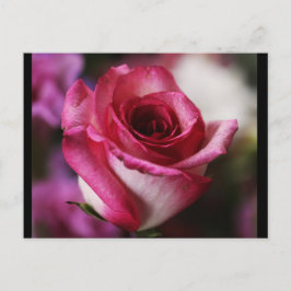 Cartão Postal Cartão-postal-Flores-26