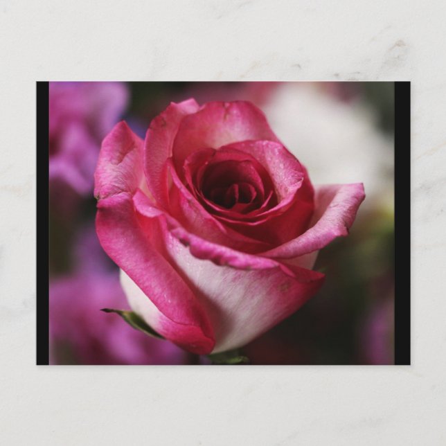 Cartão Postal Cartão-postal-Flores-26 (Frente)