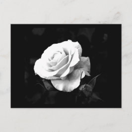 Cartão Postal Cartão-postal-Flores-41