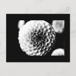 Cartão Postal Cartão-postal-Flores-51